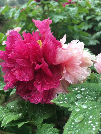 千年毓国色 倾城唯牡丹｜第九届合肥牡丹节开幕